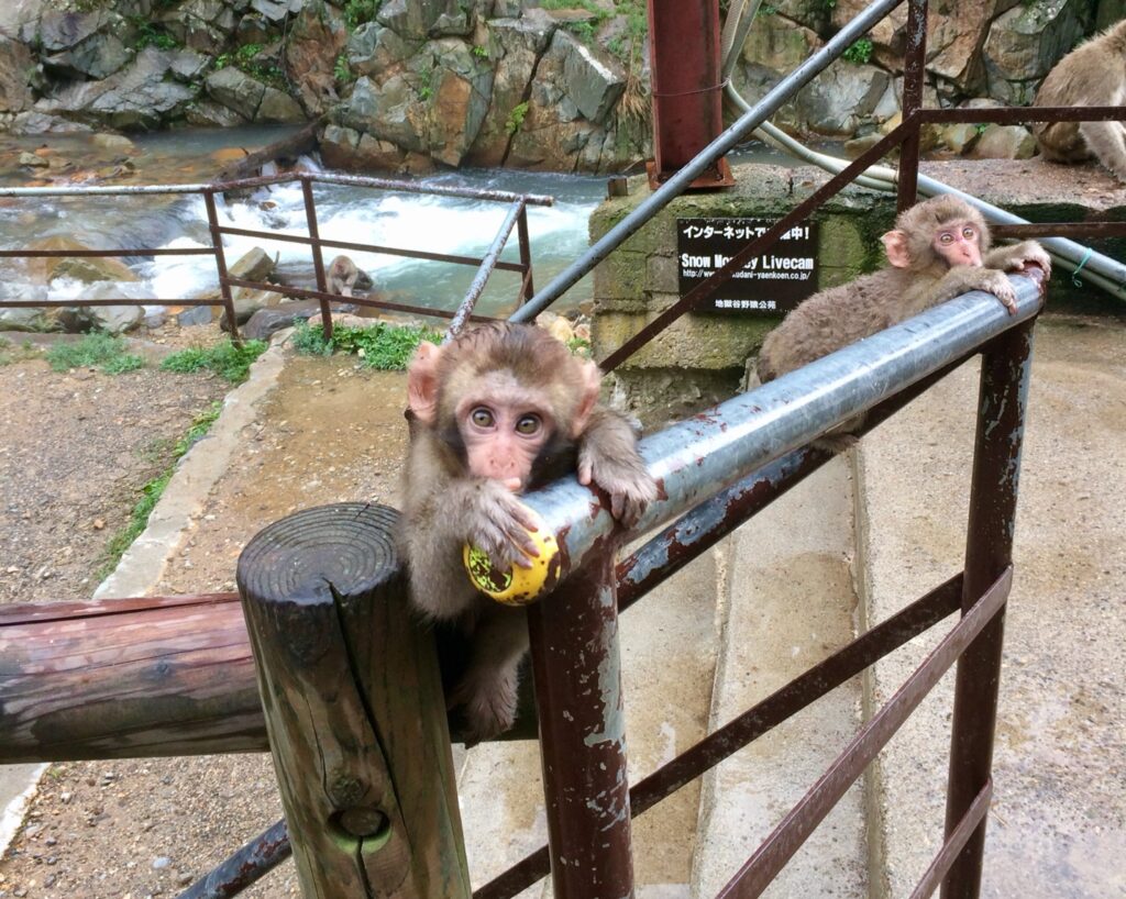 Snow monkeys 2019_190924_0074