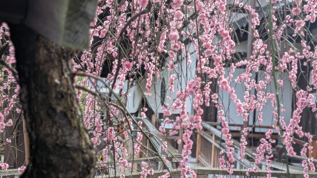 A shot of the imperial family seal at Zenkoji Temple through the cherry blossoms.