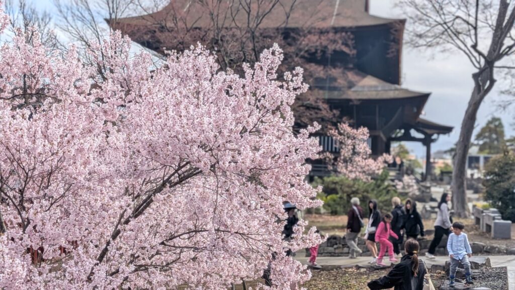 The backside of the Zenkoji Temple Main Hall with stunning cherry blossoms in the foreground.