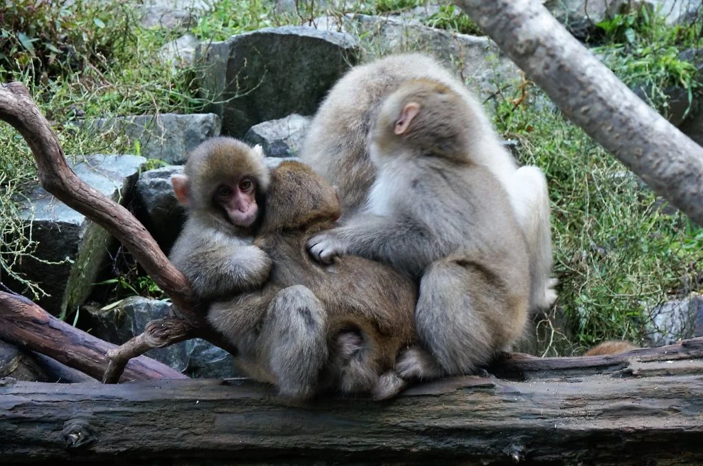 Baby Snow Monkeys play amongst the greenery at the Snow Monkey Park.