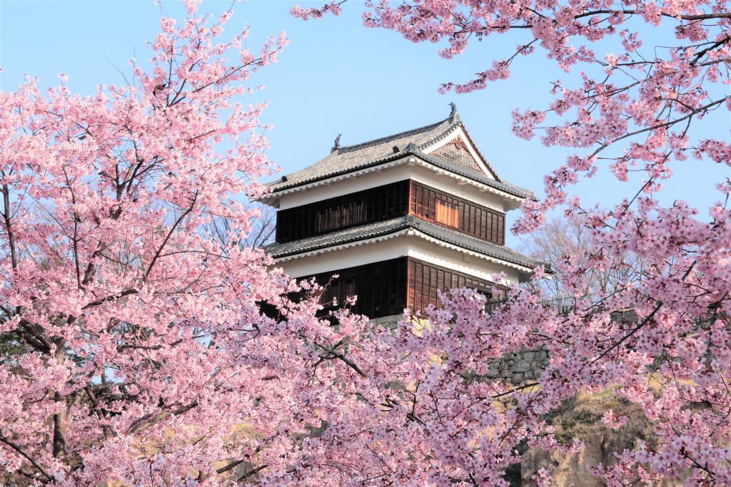 ueda-cherry-blossom-sakura