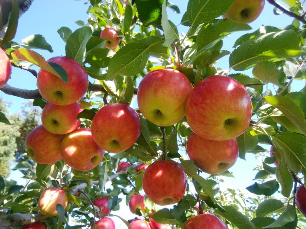 apples-food