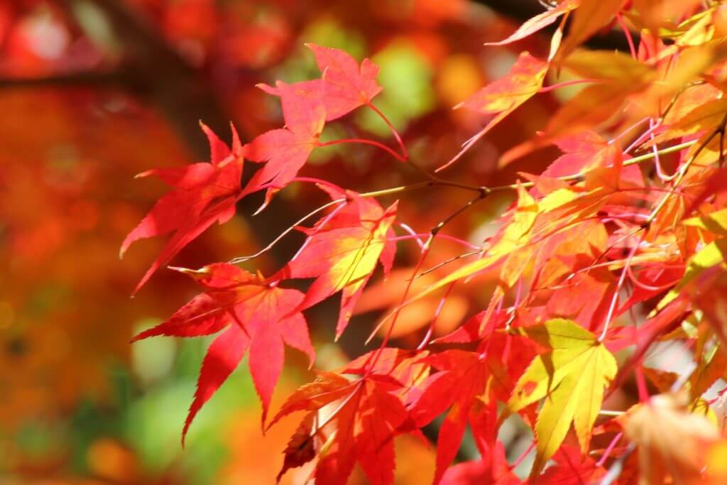 Autumn Leaves In Nagano