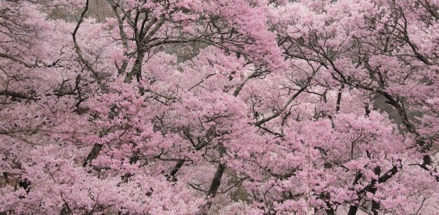 cherry-blossom-sakura