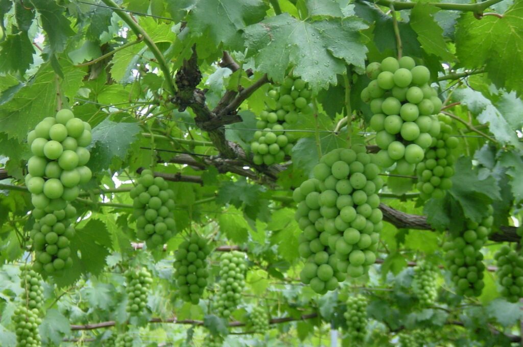 food-grapes