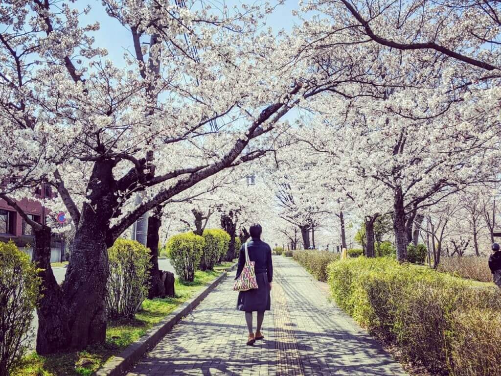 長野市櫻花景色