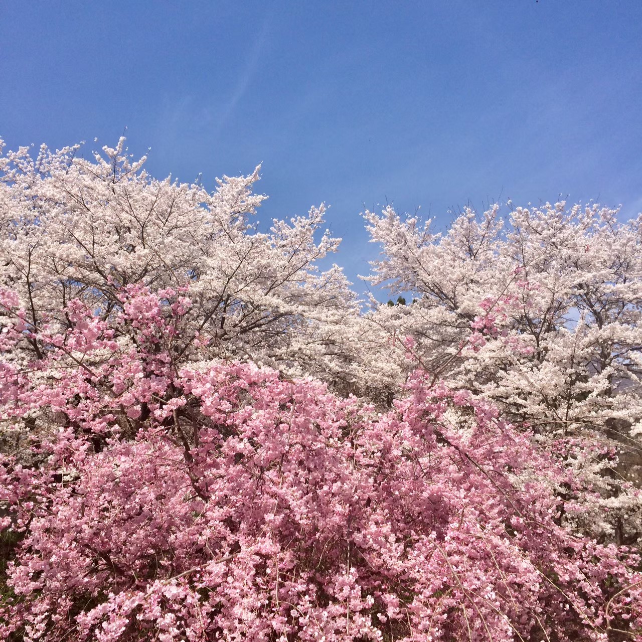 長野市櫻花景色