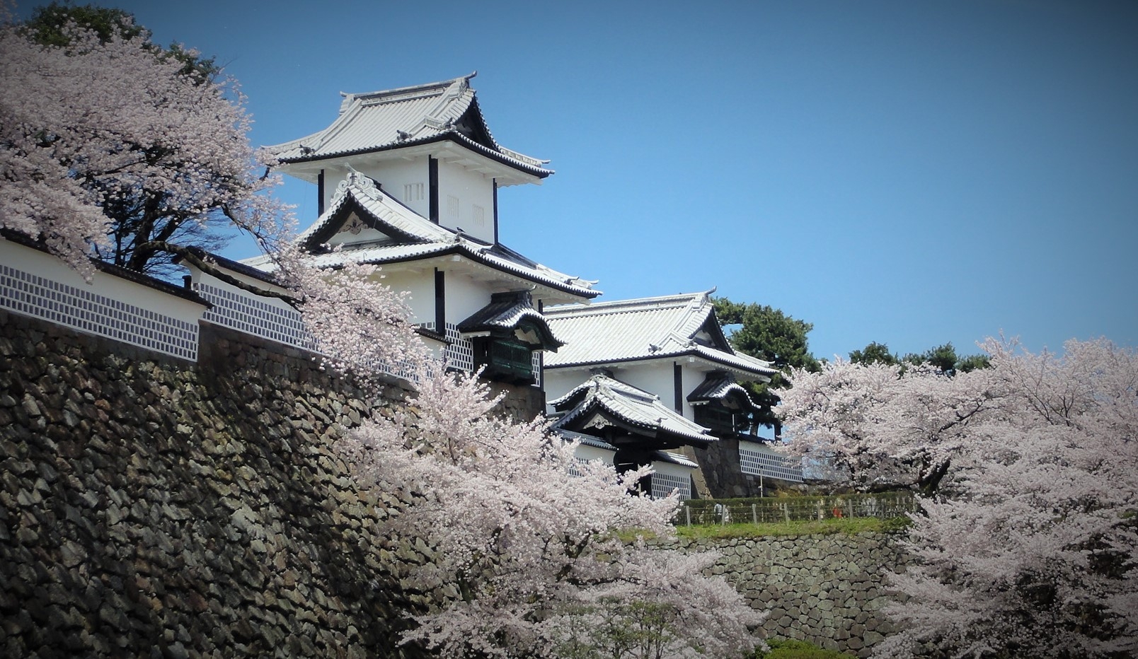 kanazawa-castle-cherry-blossom-sakura