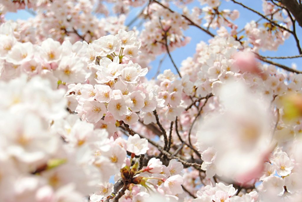 japanese cherry blossom leaves