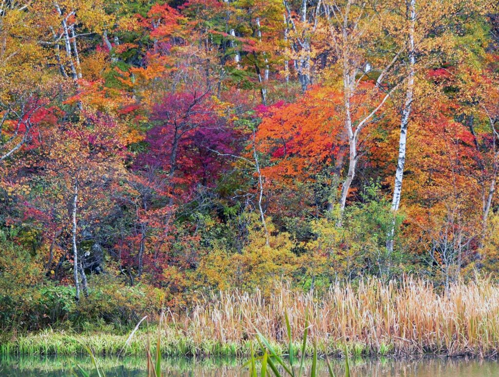 shiga-kogen-hiking-autumn