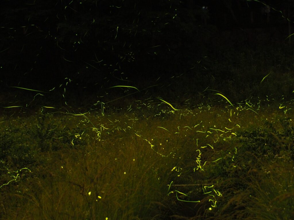 Tatsuno-Hotaru-festival-Japan-fireflies-dance