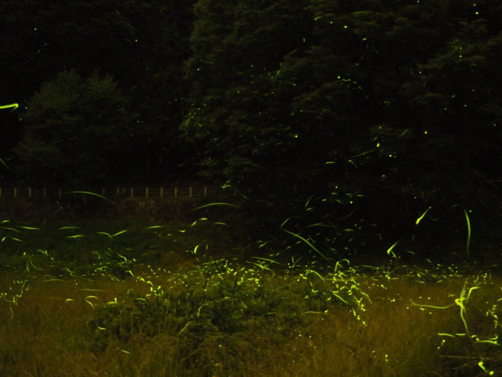 Tatsuno-Hotaru-festival-Japan-fireflies-dance