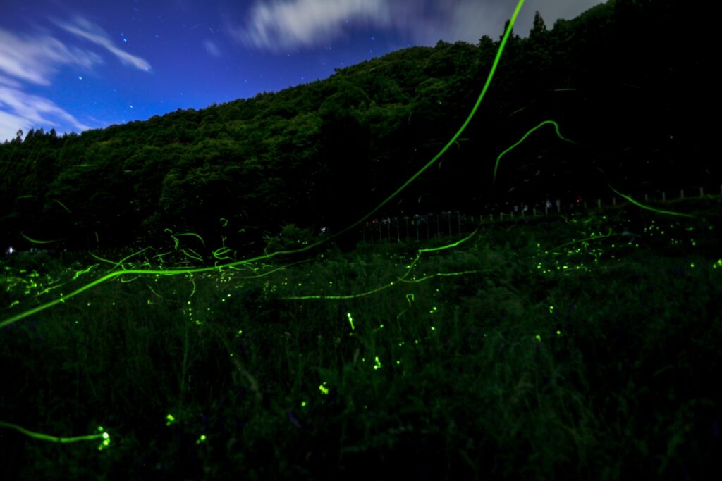 Tatsuno-Hotaru-festival-Japan-fireflies-dance