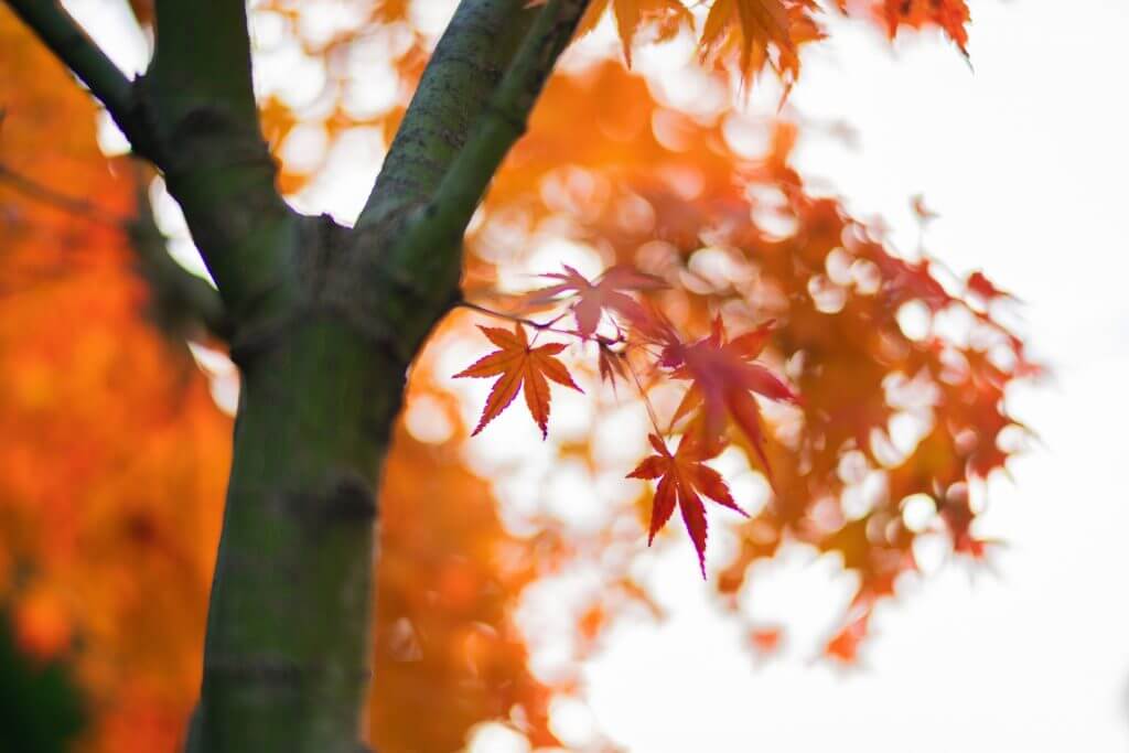 hakone-koyo-autumn