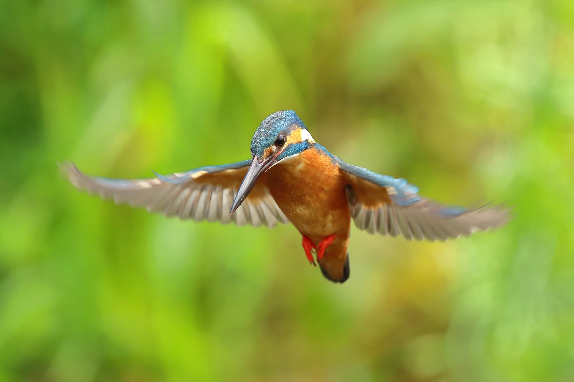 matsunoyama-kyororo-kingfisher-wildlife