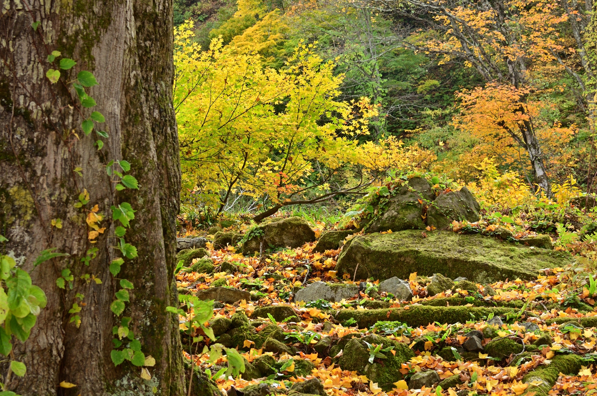 yuzawa-garden-alpine-garden