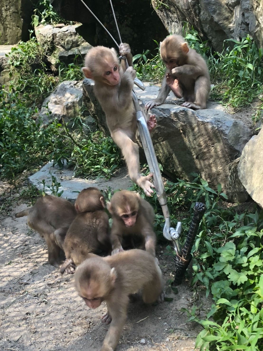 snow-monkey-park-august-2020