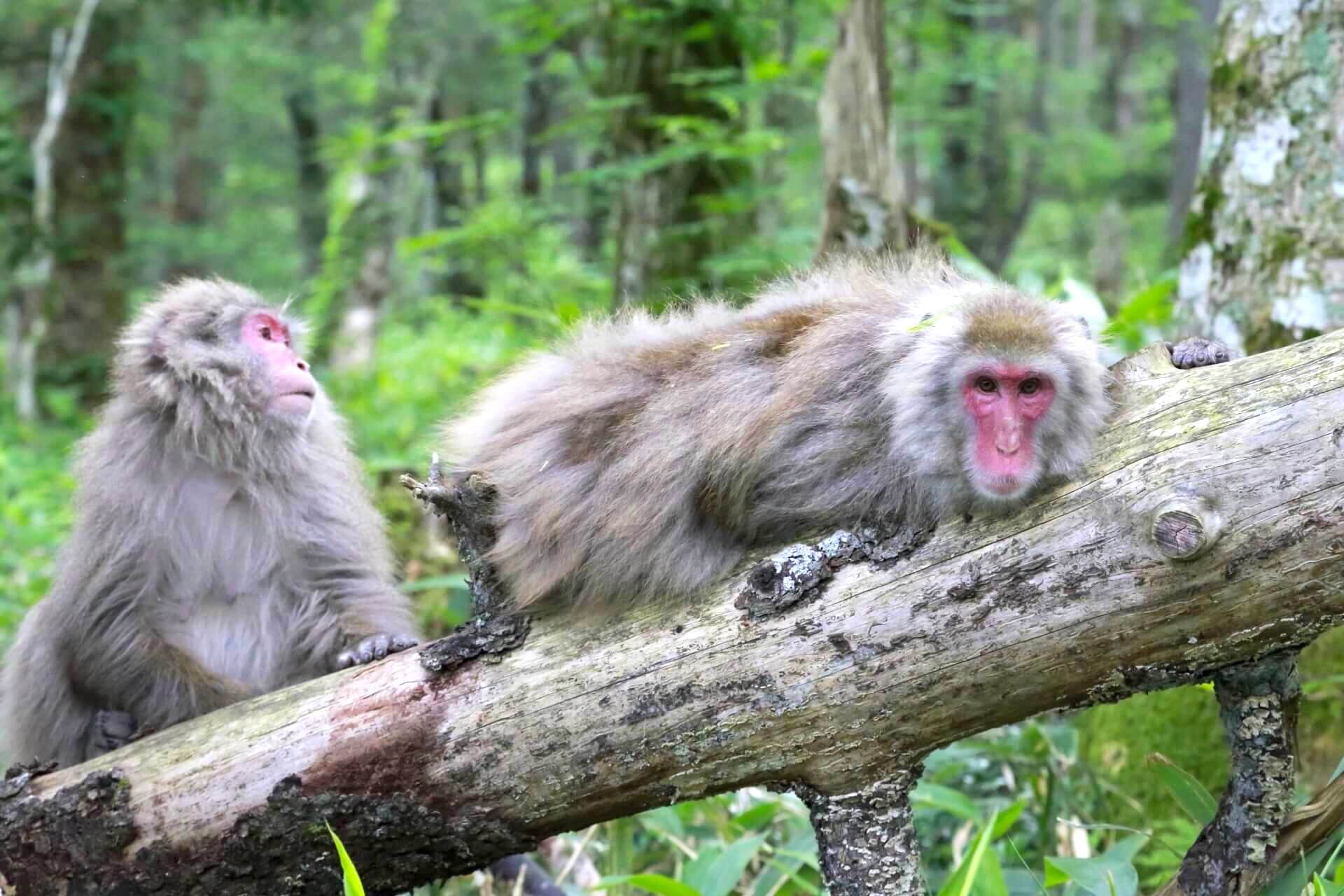 kamikochi-monkey