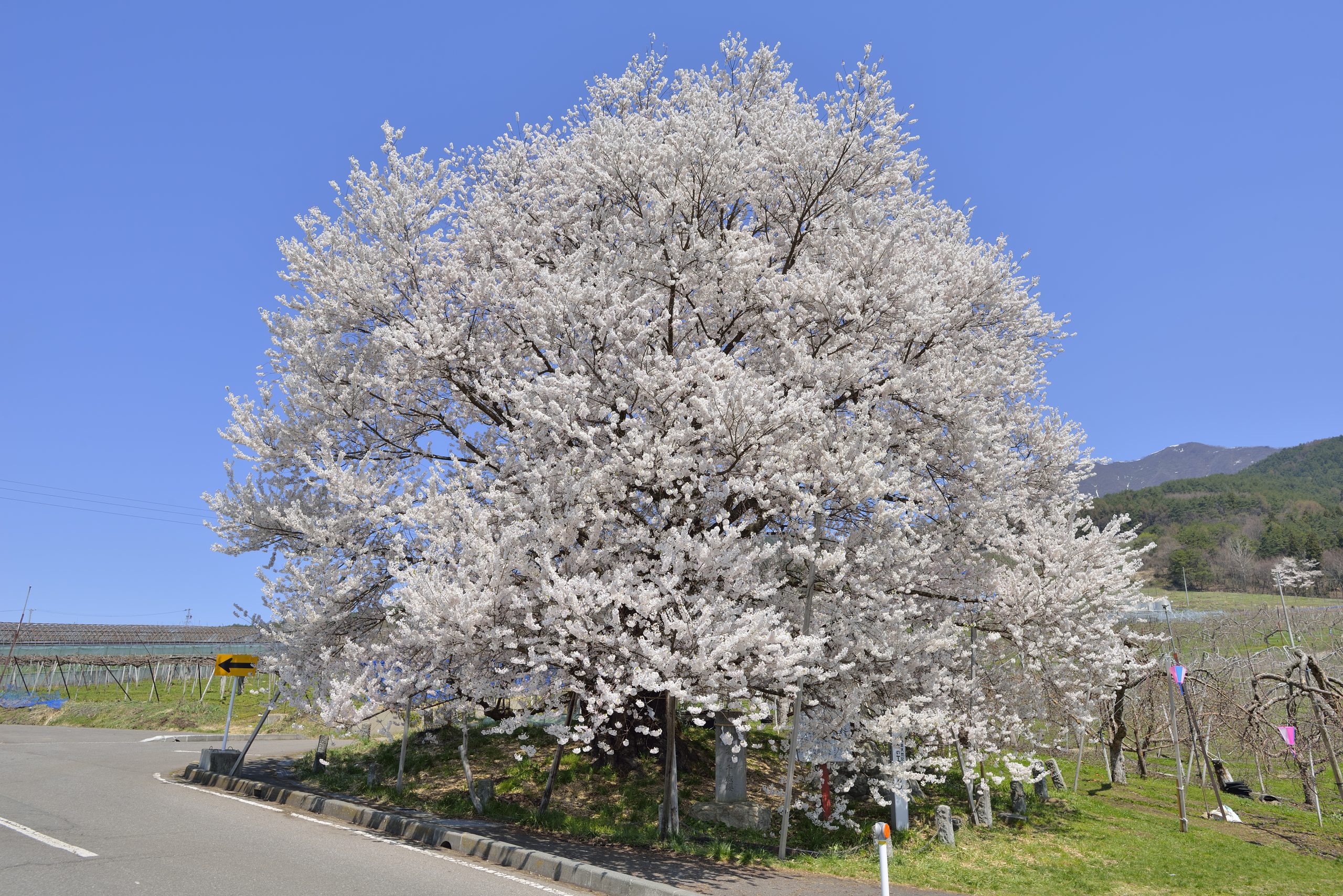 chitosezakura-cherry-blossom-yamanouchi