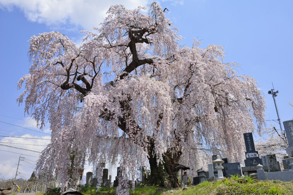 Uki-kodaizakura-cherry-blossom-yamanouchi