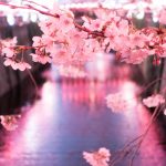 东京及周边25个最佳赏樱花的地方