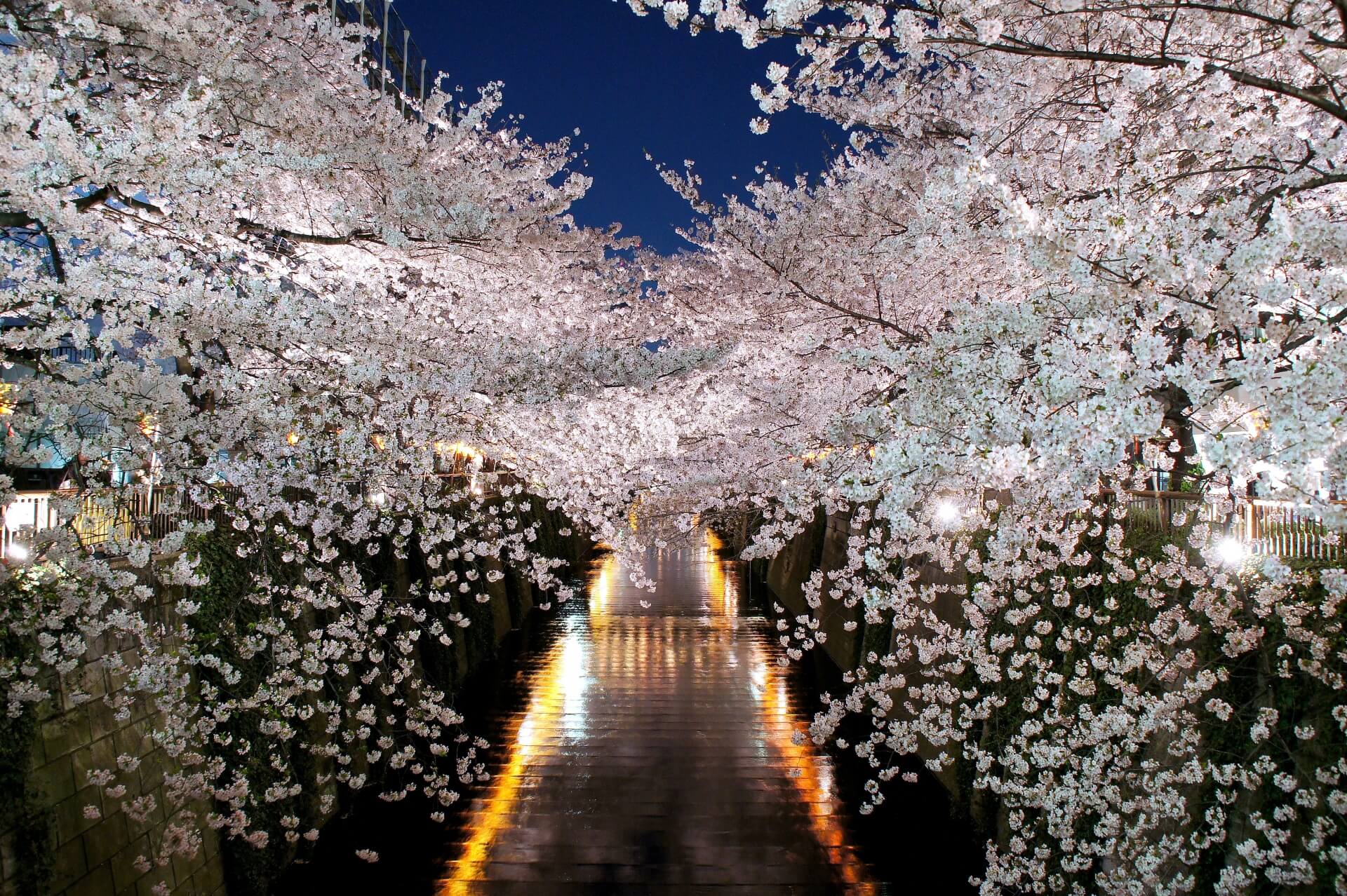 tokyo-meguro-river-blossoms