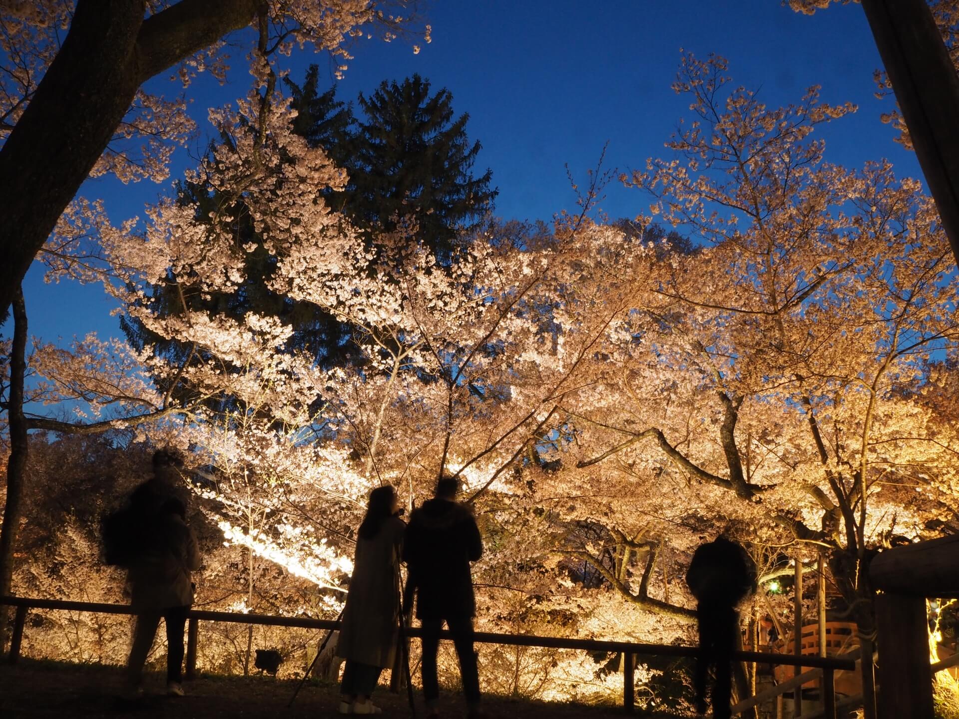 takato-castle-park-blossoms