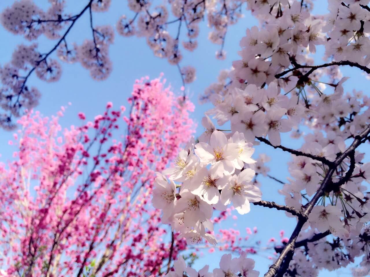 tokyo-blossoms