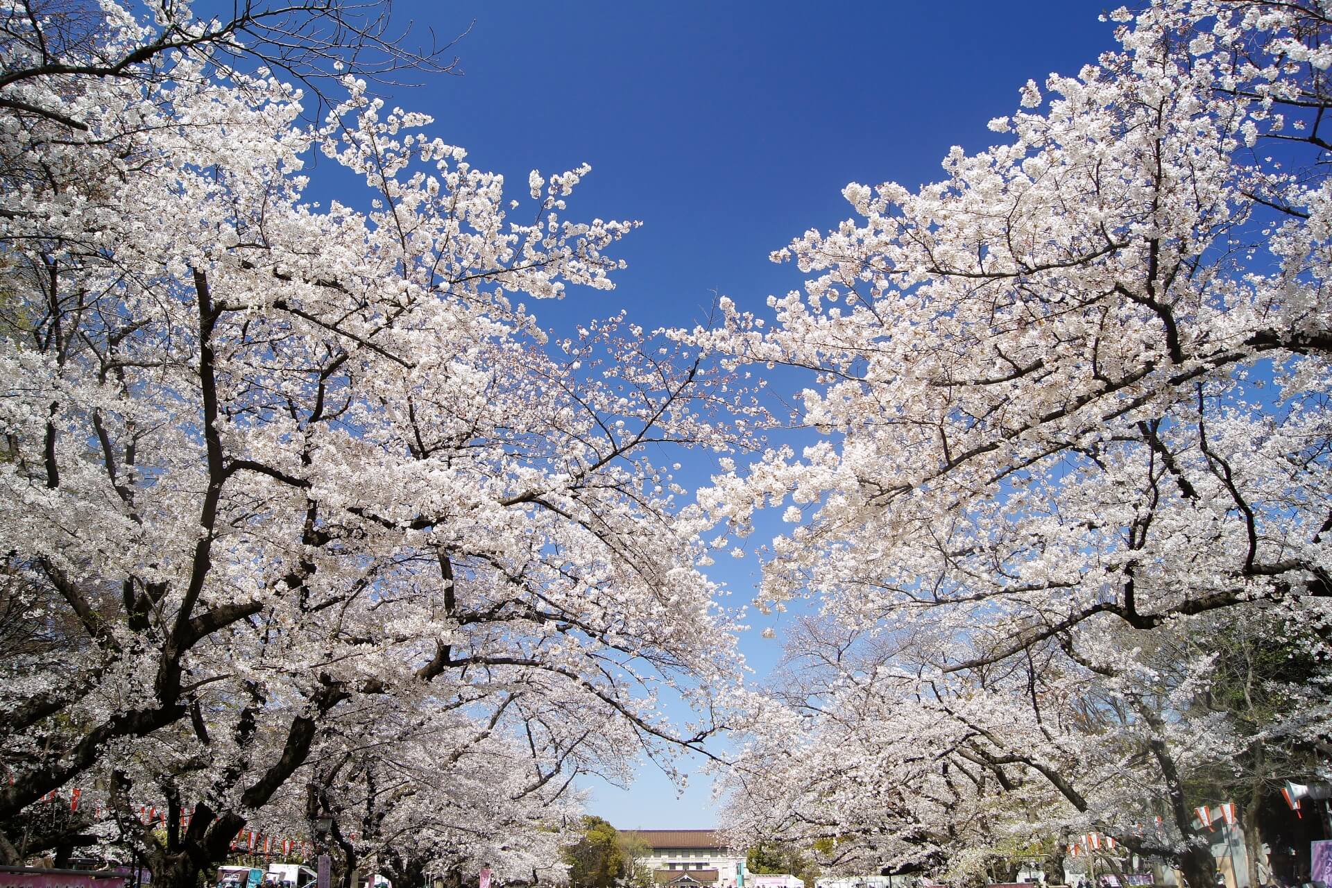 ueno-park-tokyo-blossoms