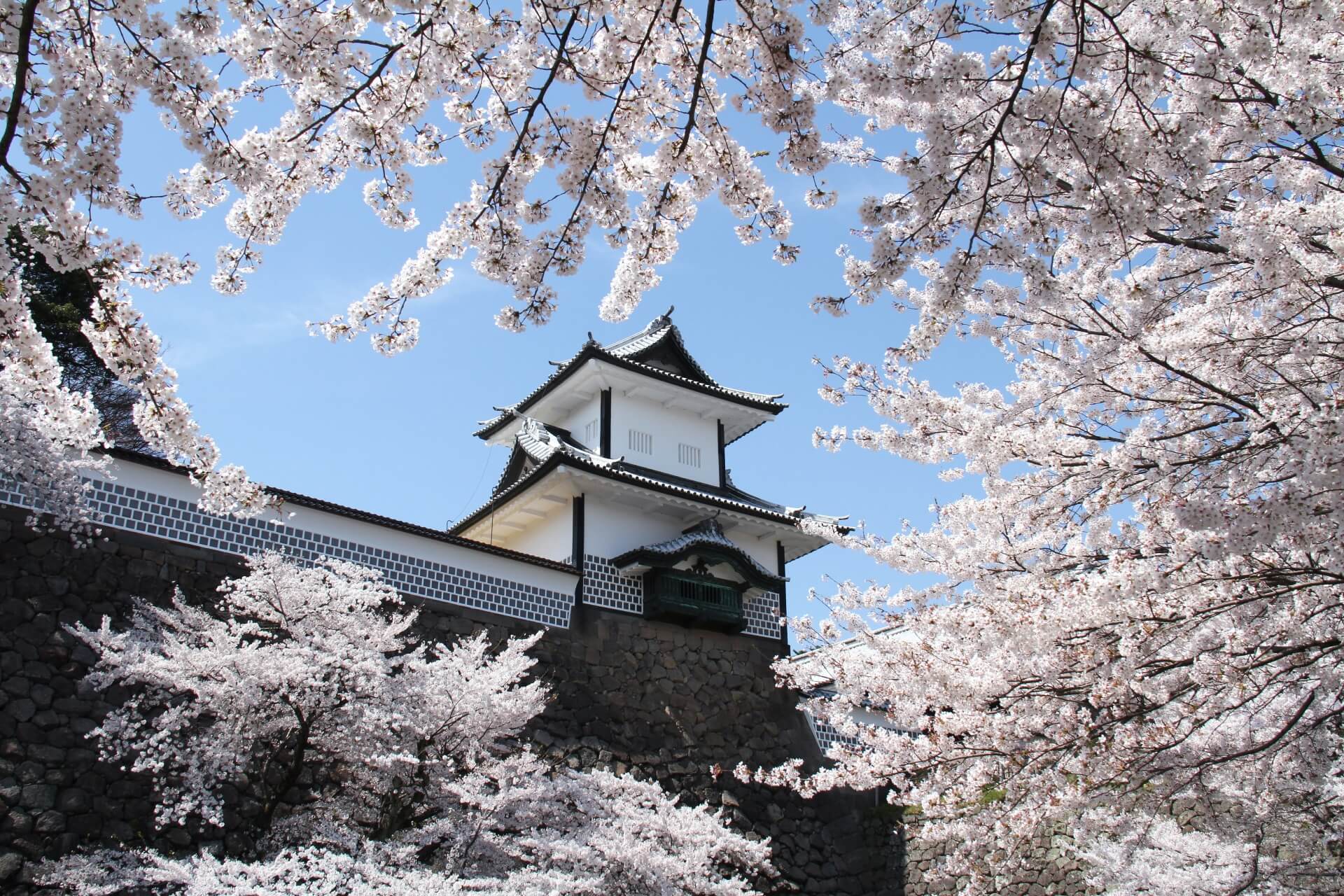 kanazawa-castle-blossoms
