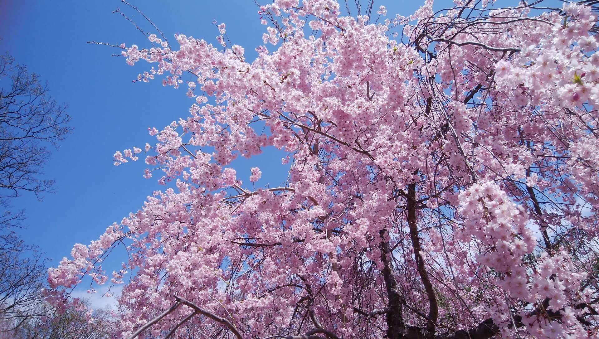 komoro-park-blossoms