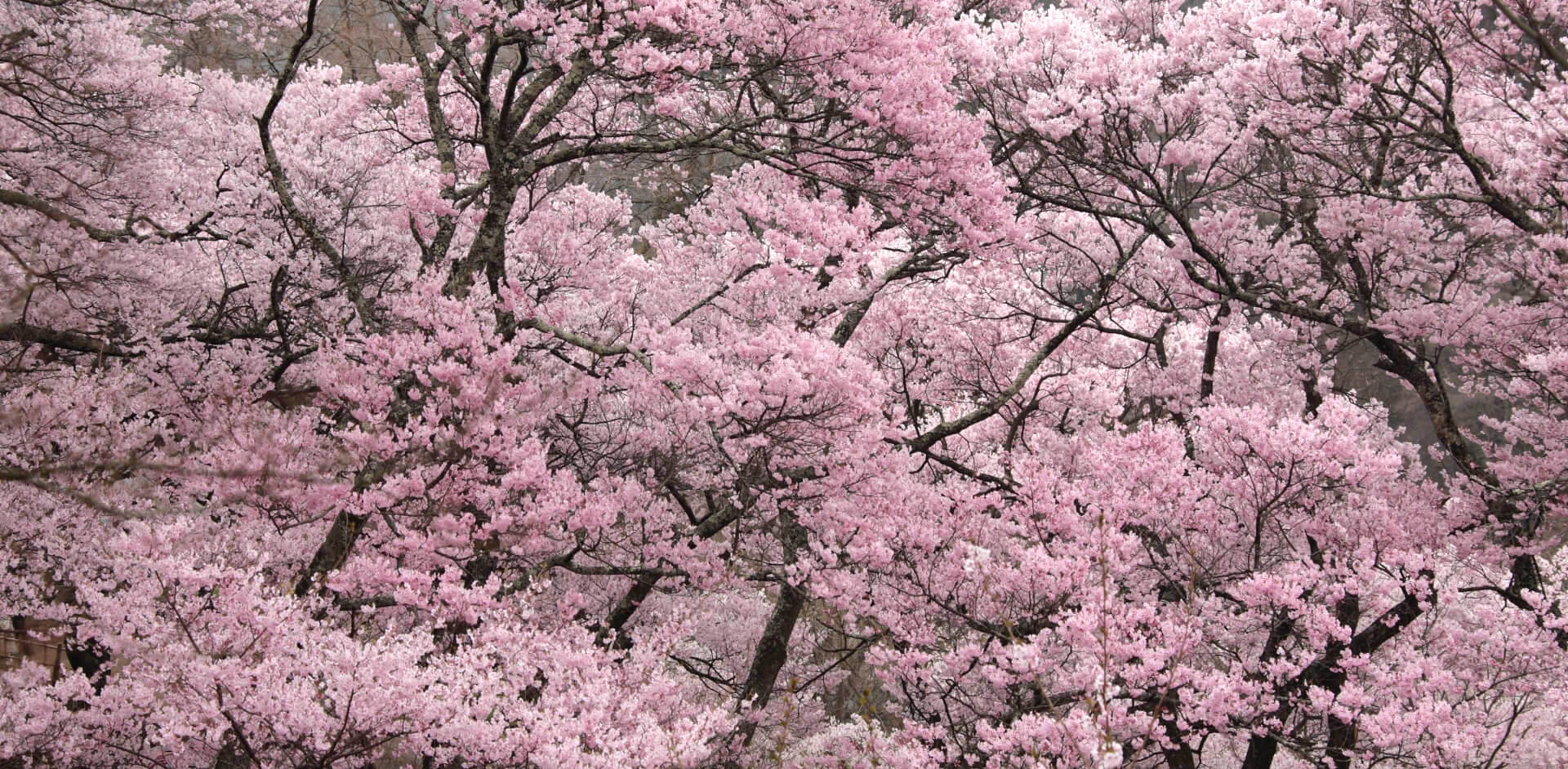 takato-castle-park-blossoms