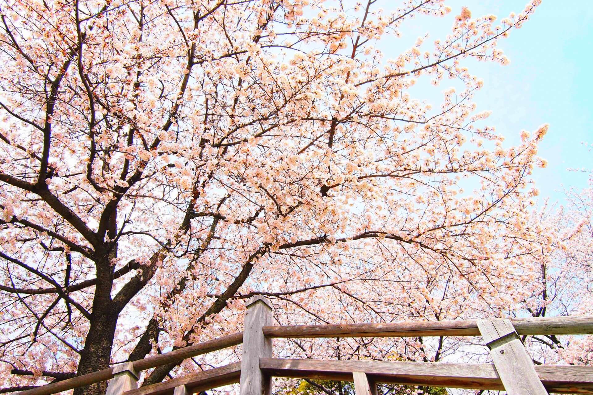 asukuyama-park-tokyo-blossoms