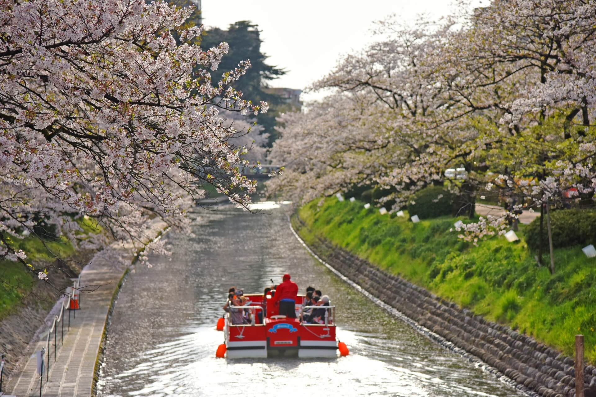 matsukawa-toyama-blossom