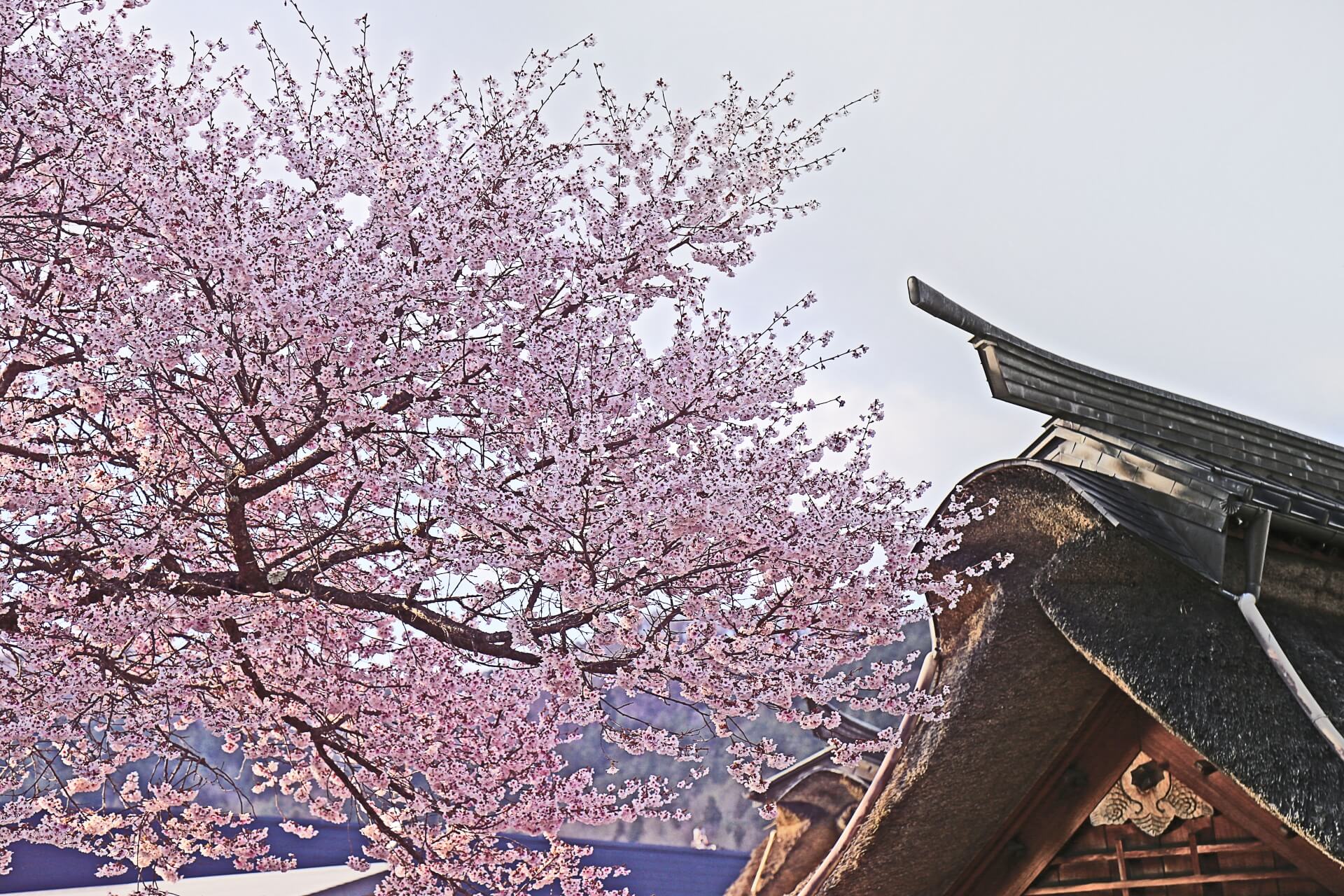 oshino-hakkai-fuji-blossoms