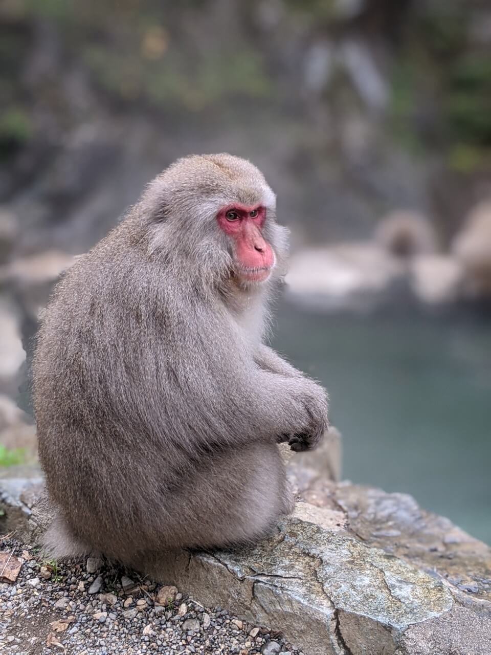 jigokudani-monkey-november-2020