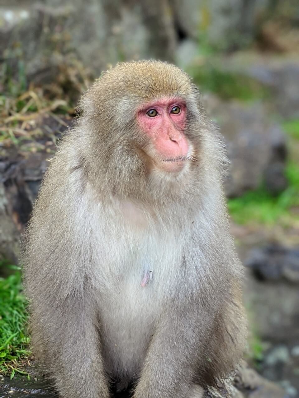 jigokudani-monkey-november-2020