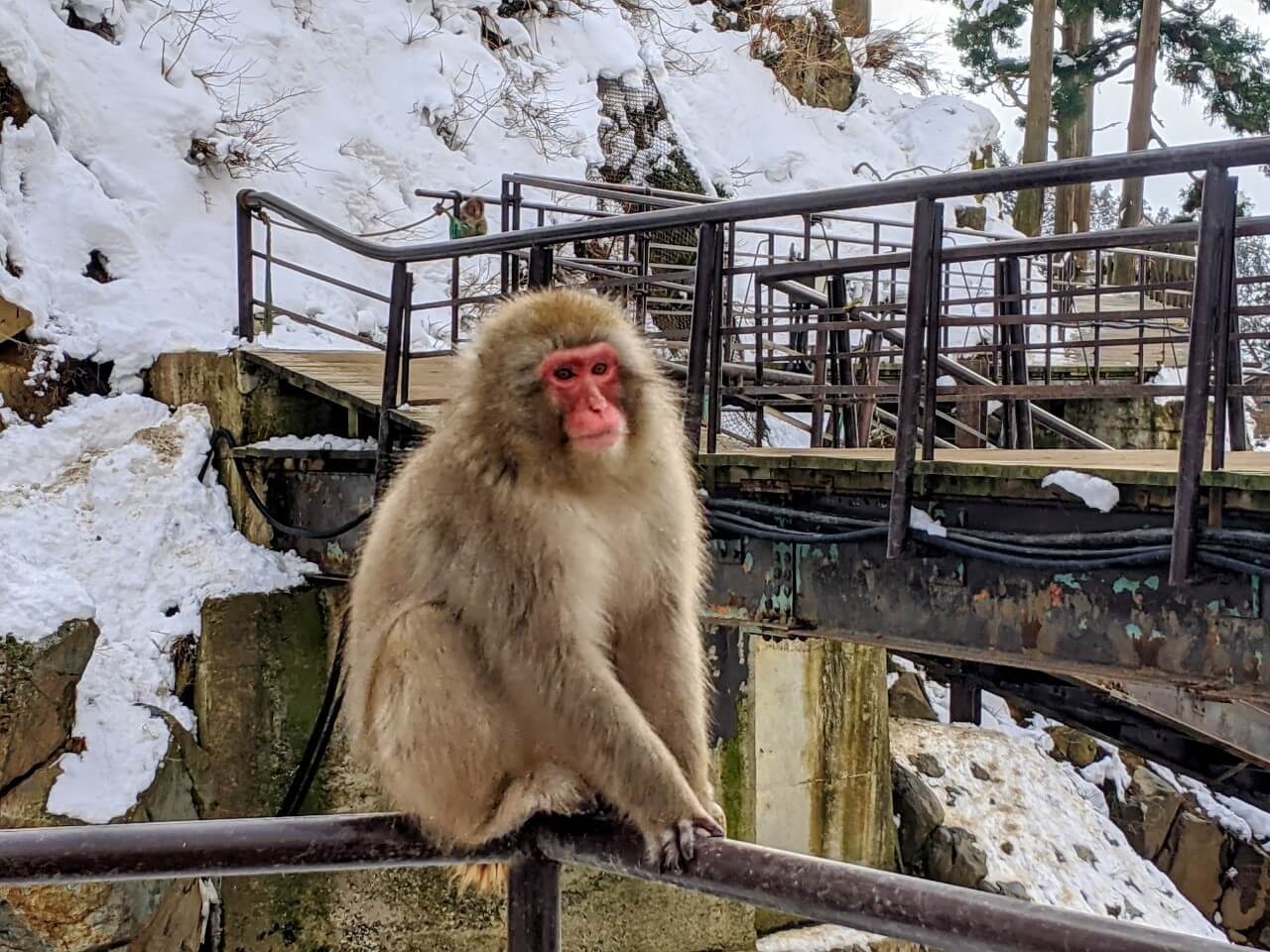 jigokudani-monkey-january-2021