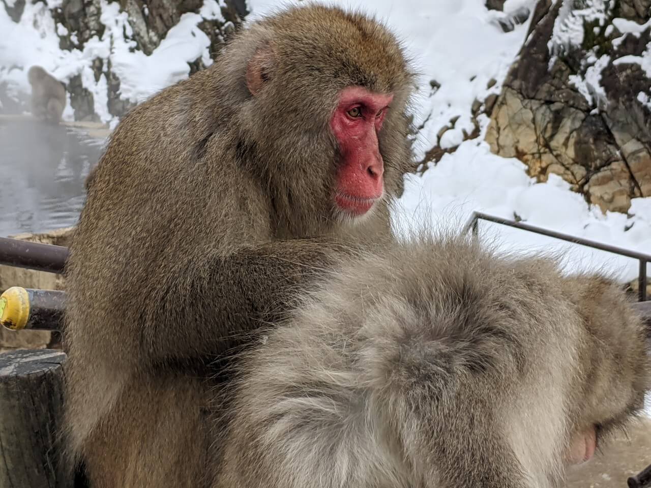 jigokudani-monkey-january-2021
