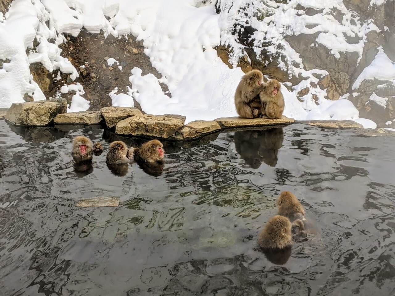 jigokudani-monkey-january-2021