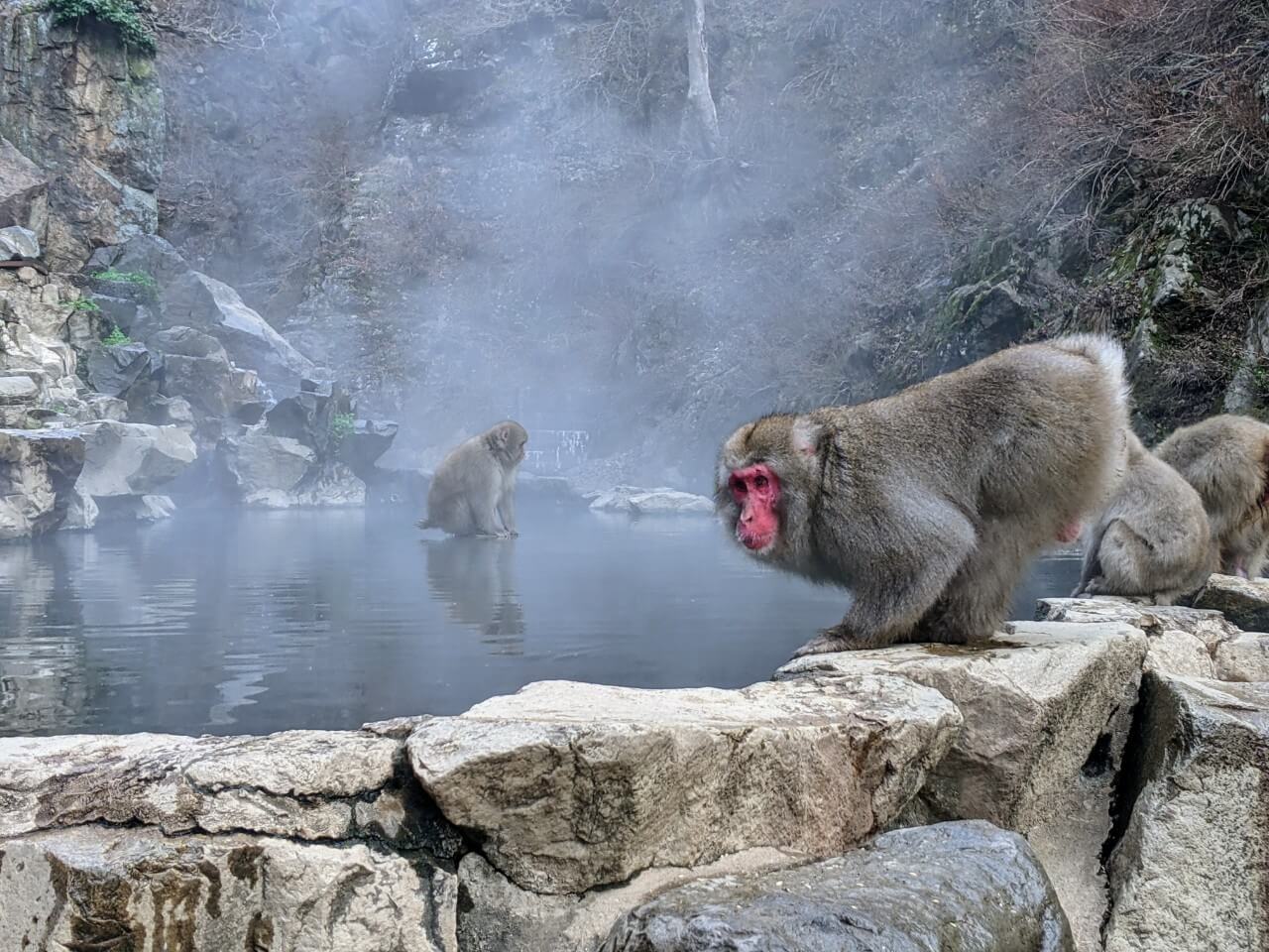 Snow Monkey Hierarchy: The Top Monkeys - SNOW MONKEY RESORTS