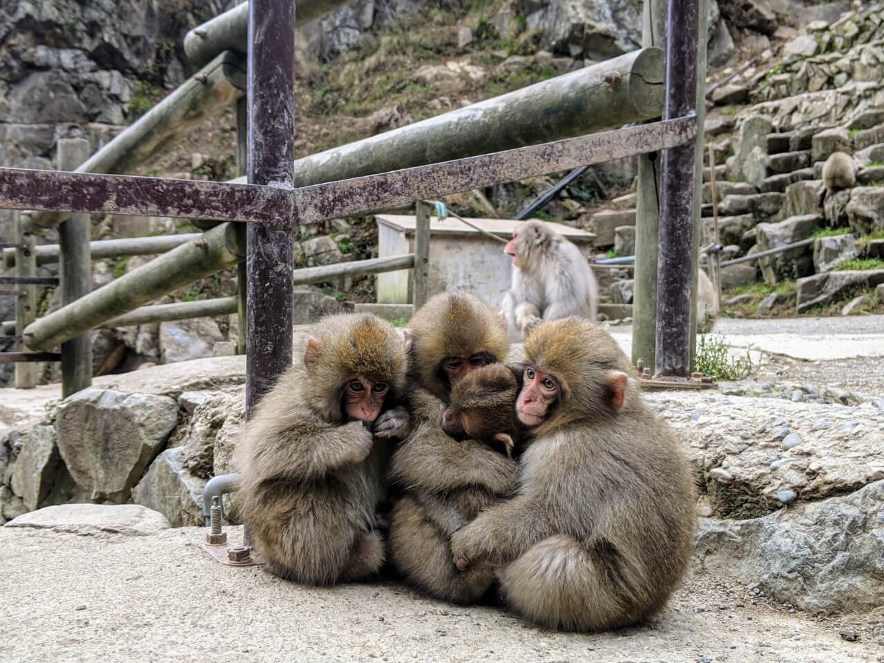 jigokudani-monkey-park-december-2020