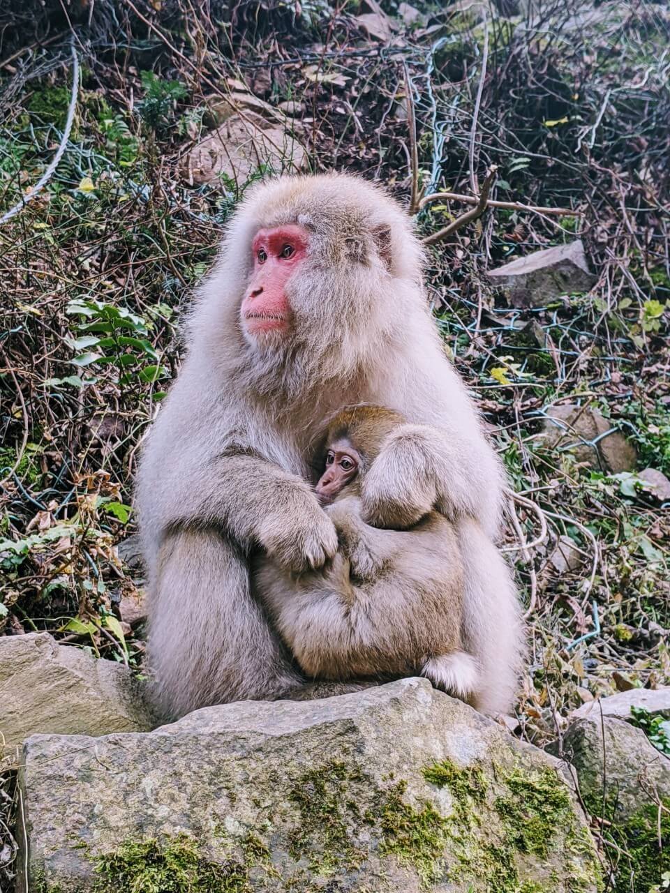 jigokudani-monkey-park-december-2020