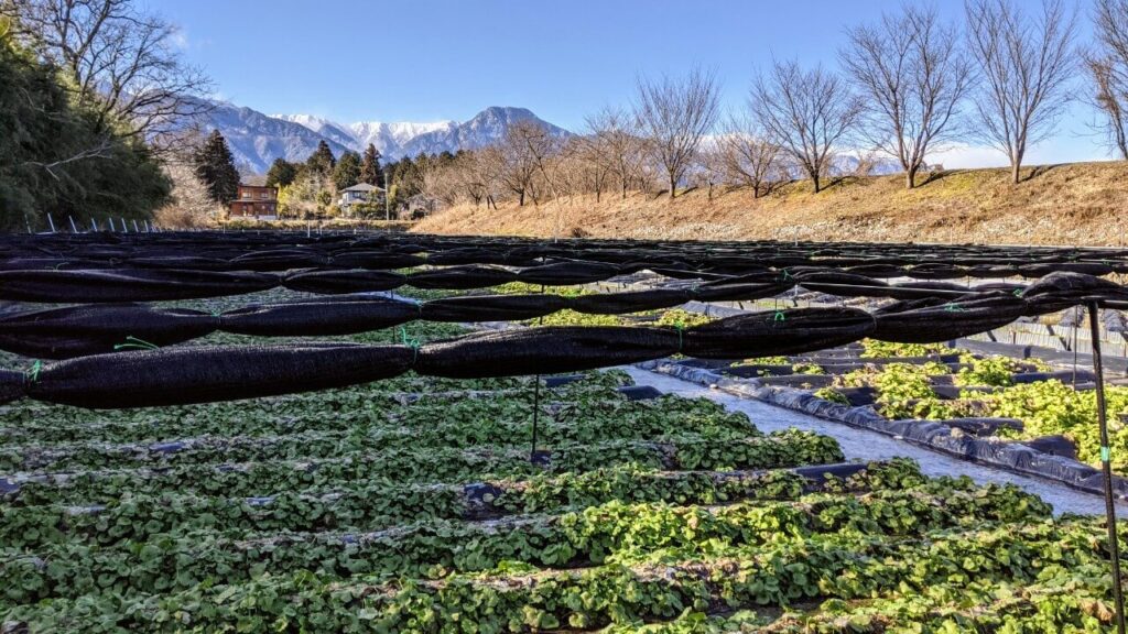 azumino-wasabi-picking