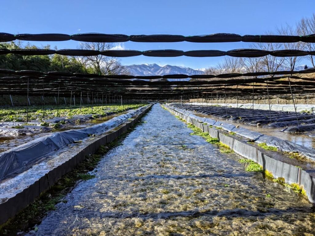 azumino-wasabi-picking