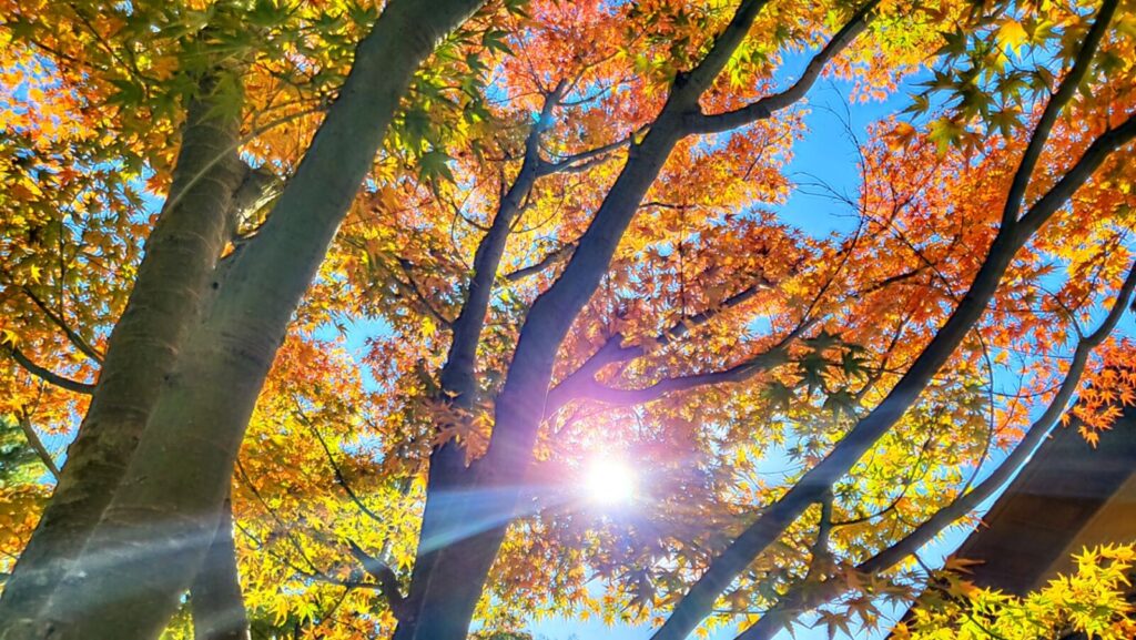 kyotp-kodaiji-temple-fall