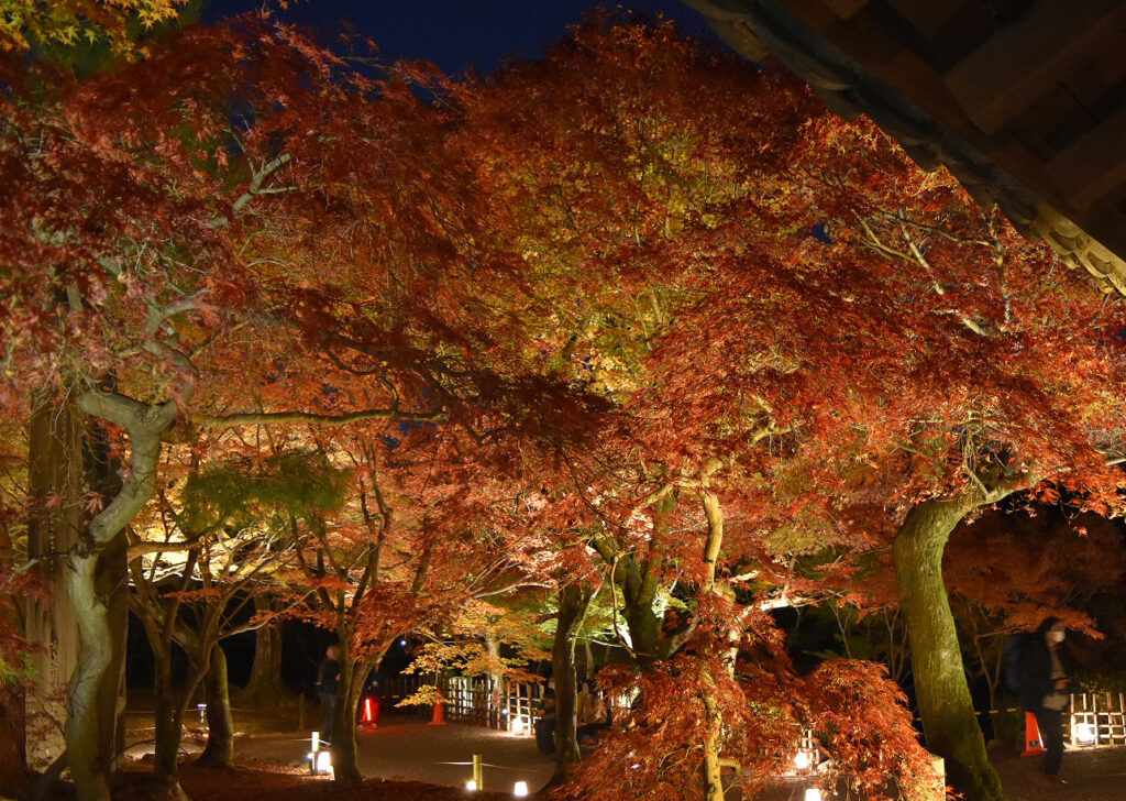 kyoto-tofukuji-temple-fall