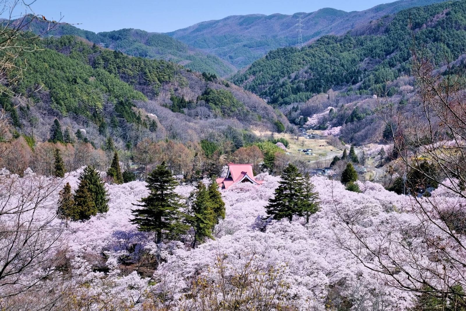 takato-castle-park-cherry-blossom