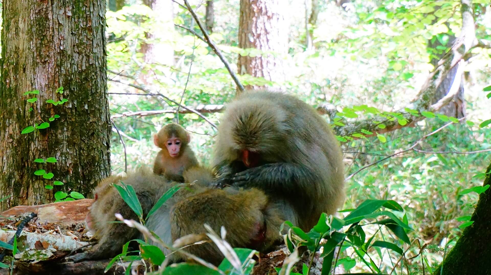 Botanik Luftpost Ekspedient Japan Adventure Travel: Wildlife, Bird-Watching, Horse-Riding & Fishing -  SNOW MONKEY RESORTS