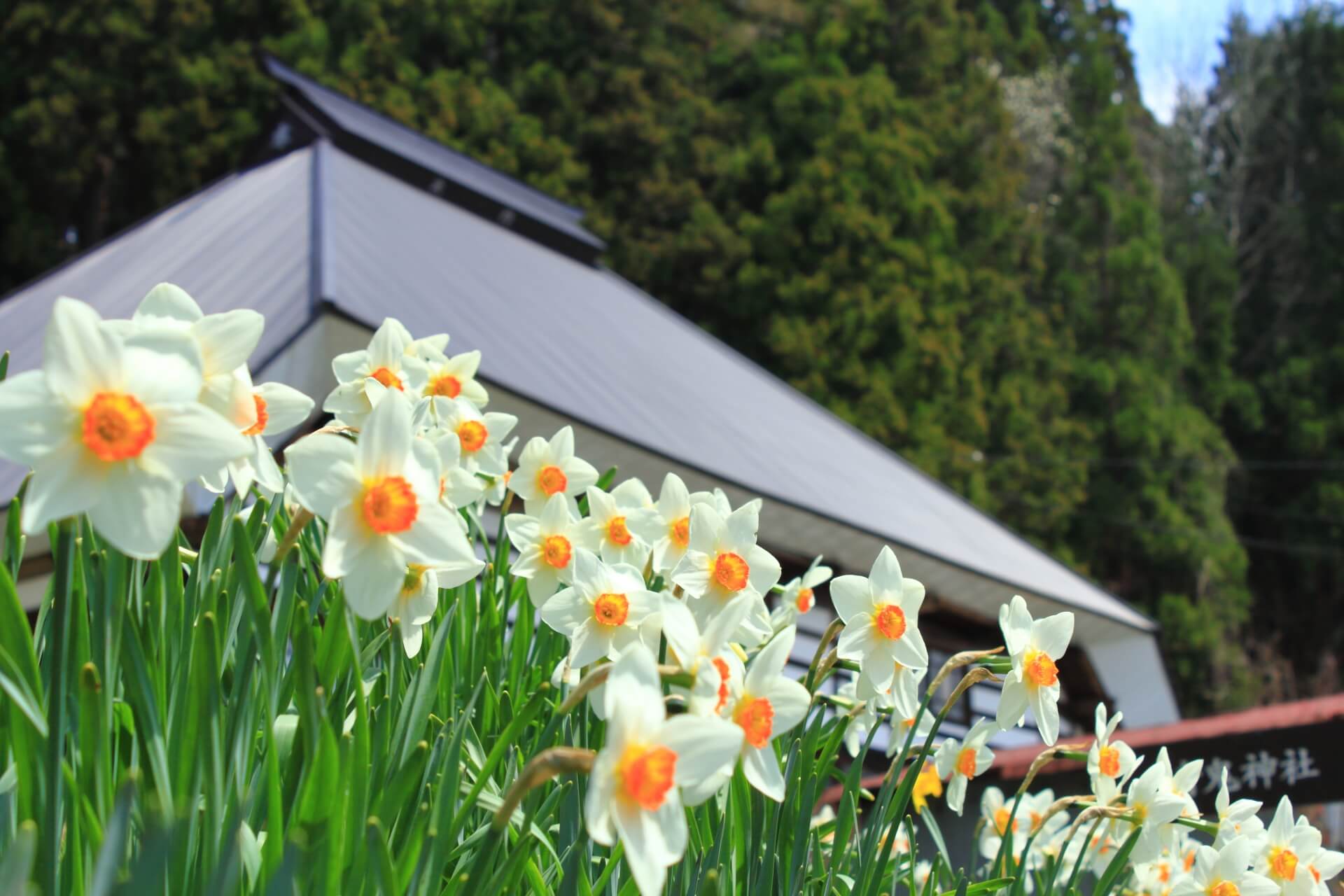 nagano-spring-landscape